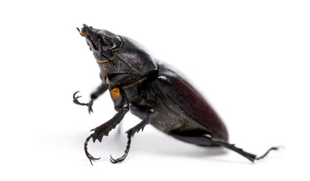 Dead Stag Beetle lying on its back, Lucanus cervus, isolated on whiteの写真素材