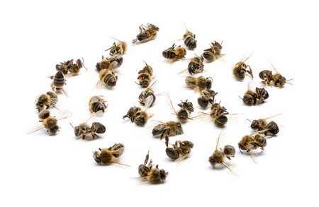 Group of dead bees, isolated on whiteの写真素材