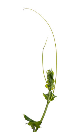 Wild plant, isolated on whiteの写真素材