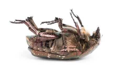 Dead Green rose chafer lying on its back, Cetonia aurata, isolated on whiteの写真素材