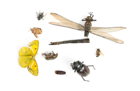 Composition with dead insects, isolated on whiteの写真素材