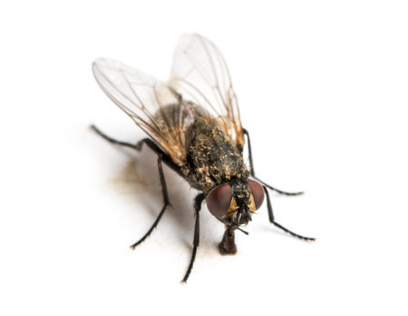 Dirty Common housefly eating, Musca domestica, isolated on whiteの写真素材