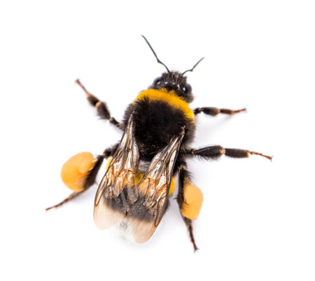 View from up high of a Buff-tailed bumblebee, Bombus terrestris, isolated on whiteの写真素材