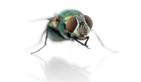 Common green bottle fly having a wash, Phaenicia sericata, isolated on whiteの写真素材