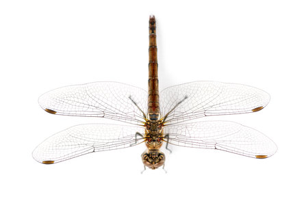 Large red damselfly viewed from up high, Pyrrhosoma nymphula, isolated on whiteの写真素材