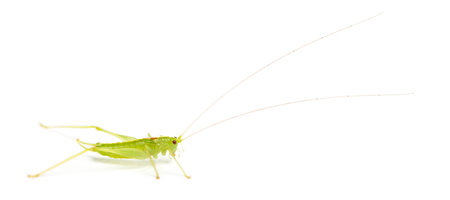 Side view of a Meconema, isolated on whiteの写真素材
