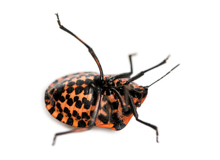 Italian Striped-Bug lying on the back, struggling, Graphosoma lineatum, isolated on whiteの写真素材