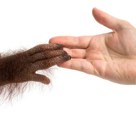 Close-up of a young Bornean orangutan's hand holding a human hand, Pongo pygmaeus, 18 months old, isolated on whiteの写真素材