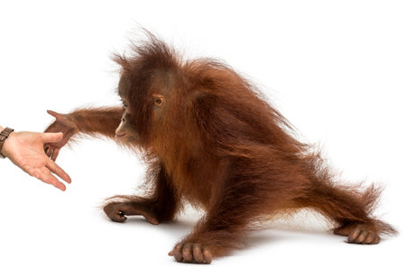 Side view of a young Bornean orangutan reaching at human hand, Pongo pygmaeus, 18 months old, isolated on whiteの写真素材