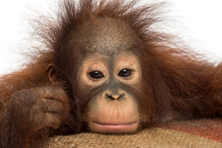Close-up of a young Bornean orangutan looking tired, looking at the camera, Pongo pygmaeus, 18 months old, isolated on whiteの写真素材