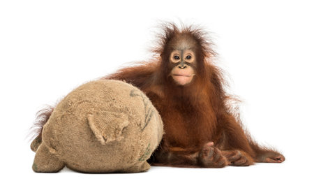 Front view of a young Bornean orangutan hugging its burlap stuffed toy, Pongo pygmaeus, 18 months old, isolated on whiteの写真素材