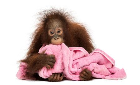 Young Bornean orangutan lying, cuddling a pink towel, Pongo pygmaeus, 18 months old, isolated on whiteの写真素材