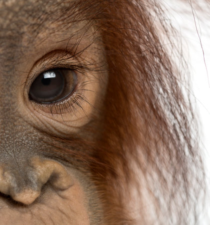 Close-up of a young Bornean orangutan's eye, Pongo pygmaeus, 18 months old, isolated on whiteの写真素材