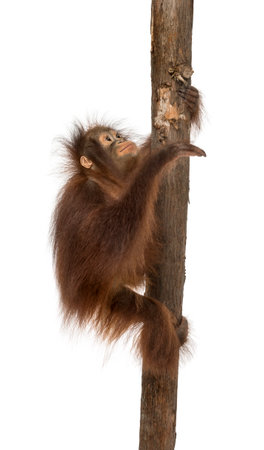 Side view of a young Bornean orangutan climbing on a tree trunk, Pongo pygmaeus, 18 months old, isolated on whiteの写真素材
