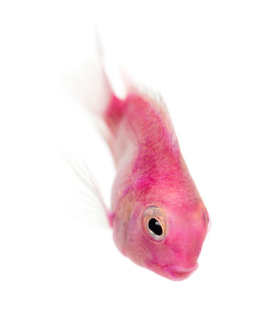 Pink fresh water fish swimming down, isolated on whiteの写真素材