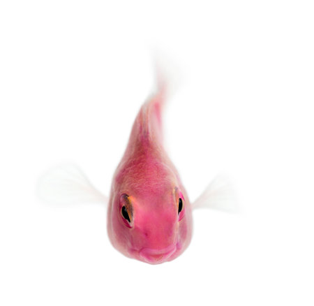 Pink fresh water fish, isolated on white