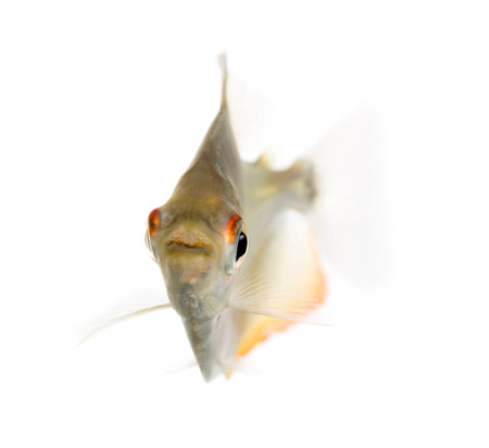 Mylossoma aureum swimming, isolated on white