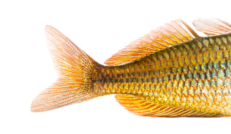 Close-up of an Eastern Rainbowfish's caudal fin, Melanotaenia splendida splendida, isolated on whiteの写真素材