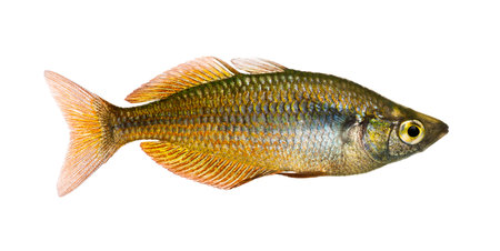 Side view of an Eastern Rainbowfish, Melanotaenia splendida splendida, isolated on white