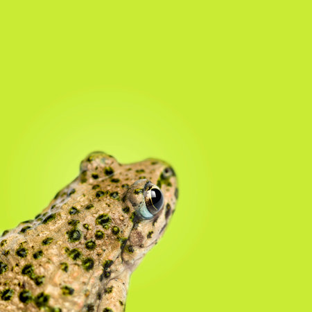 Close-up of a Common parsley frog rear view, Pelodytes punctatus, on green background