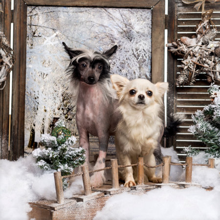 Front view of a Chinese crested dog puppy and Chihuahua standing on a bridge, in a winter sceneryの写真素材