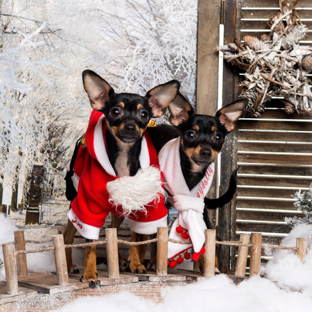 Two dressed-up Crossbreed dogs on a bridge, in a winter sceneryの写真素材