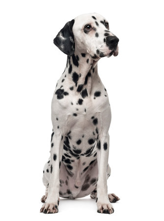 Dalmatian sitting, looking away, 1 year old, isolated on whiteの写真素材
