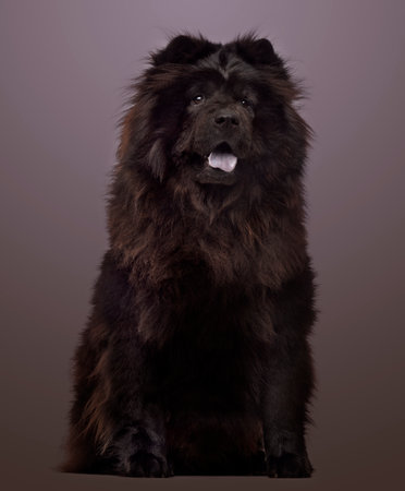 Chow Chow panting, sitting on a colored background, 3 years oldの写真素材