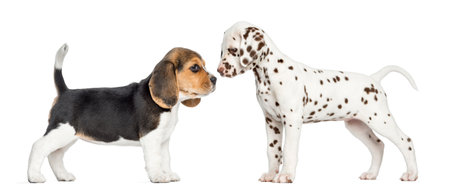 Side view of Dalmatian and Beagle puppies getting to know, isolated on whiteの写真素材