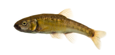 Side view of an Eurasian minnow, Phoxinus phoxinus, isolated on whiteの写真素材