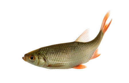 Common roach swimming, Rutilus rutilus, isolated on white