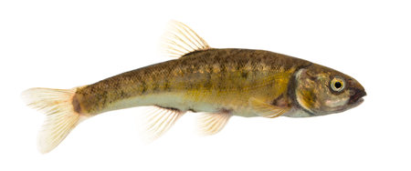 Side view of an Eurasian minnow, Phoxinus phoxinus, isolated on whiteの写真素材