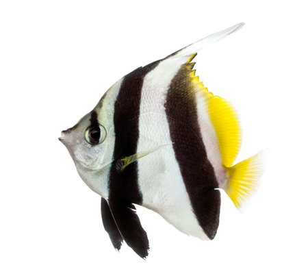 Side view of a Pennant Coralfish, Heniochus acuminatus, isolated on whiteの写真素材