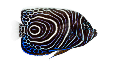 Side view of an Emperor Angelfish, Pomacanthus imperator, isolated on whiteの写真素材