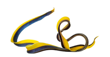 Ribbon Eel, Rhinomuraena quaesita, isolated on whiteの写真素材