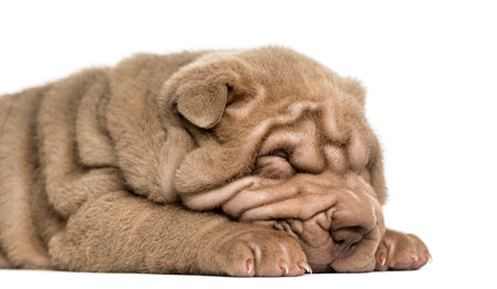 Close-up of a Shar Pei puppy sleeping, isolated on whiteの写真素材