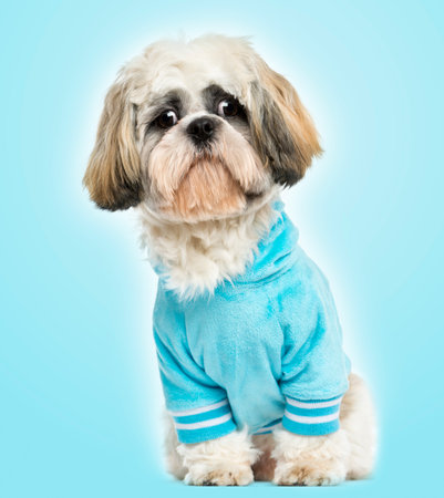 Dressed-up Shih tzu sitting, looking sad, 10 months old, on blue の写真素材