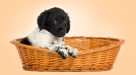 Stabyhoun puppy in a wicker basket, looking at the camera