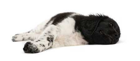 Stabyhoun puppy lying down, resting, isolated on whiteの写真素材