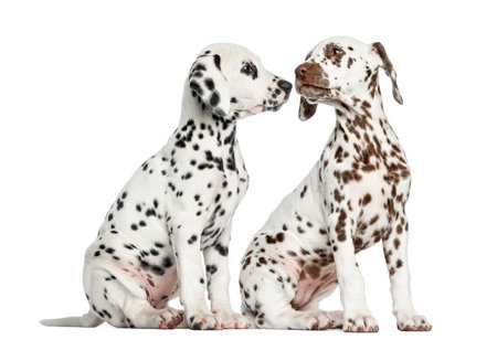 Dalmatian puppies sitting, sniffing each other, isolated on whiteの写真素材