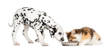 Higland straight kitten and Dalmatian puppy eating from a bowl, isolated on whiteの写真素材