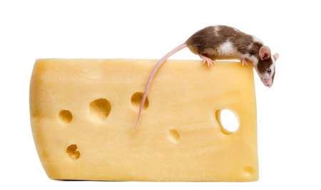 Common house mouse perched on top of a big piece of cheese, looking down, Mus musculus, isolated on whiteの写真素材