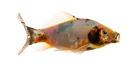 Shubunkin, mouth opened Carassius auratus, isolated on whiteの写真素材