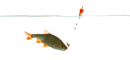 Common roach under water caught on a hook, Rutilus rutilus, isolated on whiteの写真素材