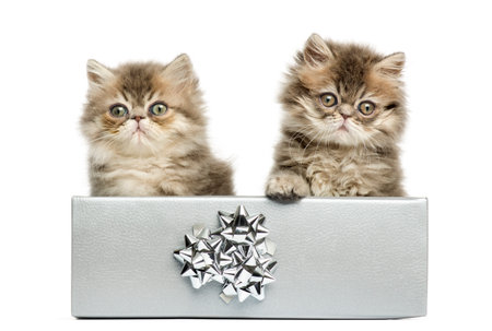 Persian kittens sitting in a silver present box, looking at the camera, 10 weeks old, isolated on whiteの写真素材