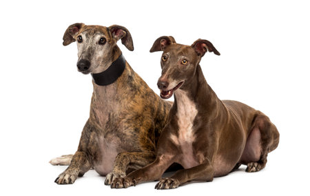 Spanish galgos lying on the floor, isolated on whiteの写真素材