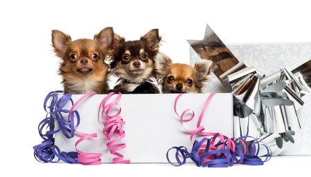 Group of Chihuahuas in a present box with streamers, isolated on whiteの写真素材
