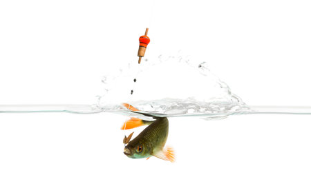Common roach under water caught on a hook, struggling, Rutilus rutilus, isolated on white