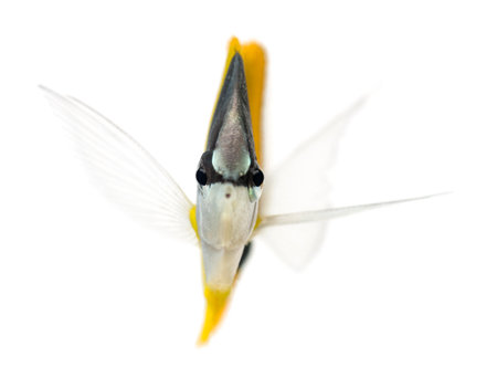 Front view of a Longnose Butterflyfish, Forcipiger longirostris, isolated on whiteの写真素材