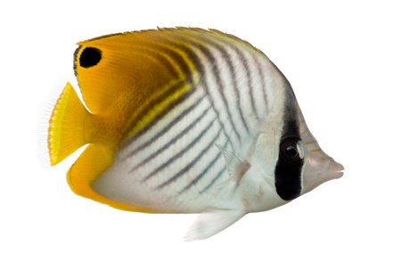 Side view of a Threadfin Butterflyfish, Chaetodon auriga, isolated on whiteの写真素材